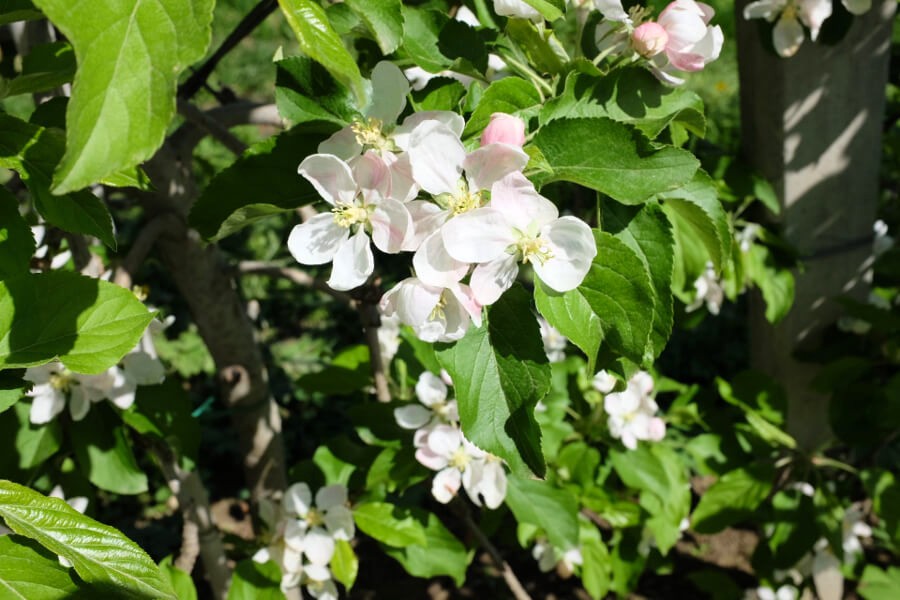 Apfelblüte am Algunder Waalweg
